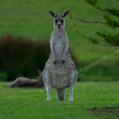 Macropus giganteus (Eastern Grey Kangaroo) at Millingandi, NSW - 26 Mar 2017 by JulesPhotographer