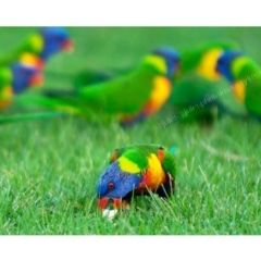 Trichoglossus moluccanus (Rainbow Lorikeet) at Millingandi, NSW - 26 Mar 2017 by JulesPhotographer