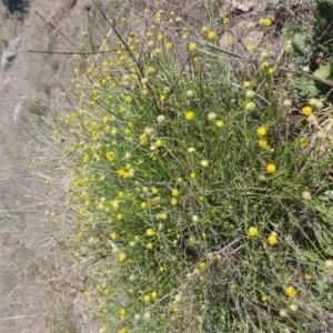 Calotis lappulacea at Coombs, ACT - 9 May 2017