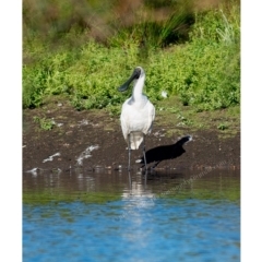 Platalea regia (Royal Spoonbill) at Millingandi, NSW - 30 Mar 2017 by JulesPhotographer