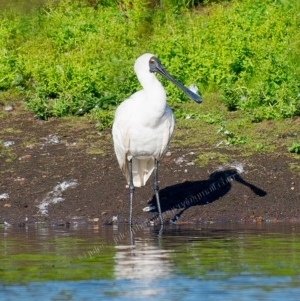Platalea regia at Millingandi, NSW - 31 Mar 2017 07:10 AM