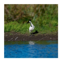 Platalea regia at Millingandi, NSW - 31 Mar 2017 07:10 AM