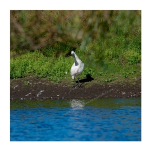 Platalea regia at Millingandi, NSW - 31 Mar 2017 07:10 AM