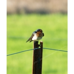 Hirundo neoxena (Welcome Swallow) at Millingandi, NSW - 1 Apr 2017 by JulesPhotographer