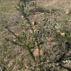 Acacia cultriformis at Majura, ACT - 9 May 2017