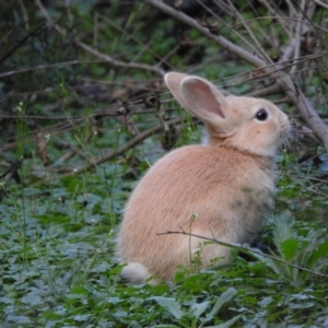 Oryctolagus cuniculus at Acton, ACT - 3 May 2017