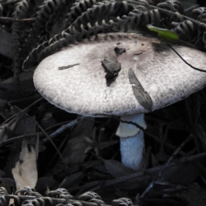 Lepiota s.l. at Acton, ACT - 3 May 2017