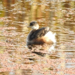 Tachybaptus novaehollandiae (Australasian Grebe) at Fyshwick, ACT - 7 May 2017 by Qwerty