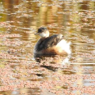 Tachybaptus novaehollandiae (Australasian Grebe) at Fyshwick, ACT - 7 May 2017 by Qwerty