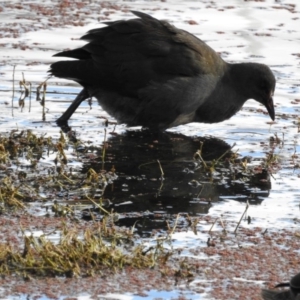 Gallinula tenebrosa at Fyshwick, ACT - 8 May 2017