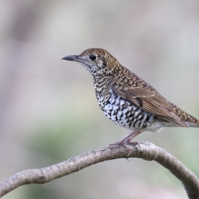 Zoothera lunulata (Bassian Thrush) at Eden, NSW - 9 May 2017 by Leo