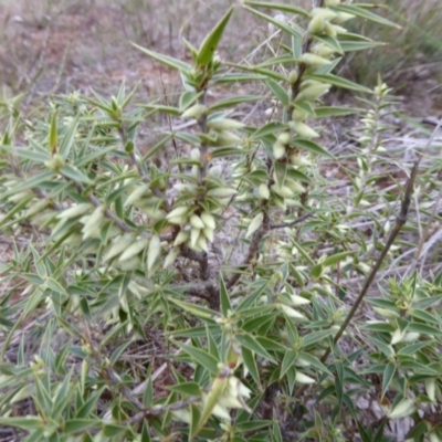 Melichrus urceolatus (Urn Heath) at Hall, ACT - 6 May 2017 by AndyRussell