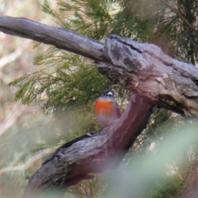 Petroica boodang (Scarlet Robin) at Hall, ACT - 6 May 2017 by AndyRussell