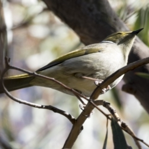 Ptilotula penicillata at Scullin, ACT - 7 May 2017