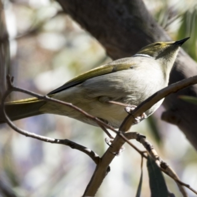 Ptilotula penicillata (White-plumed Honeyeater) at Scullin, ACT - 7 May 2017 by Alison Milton