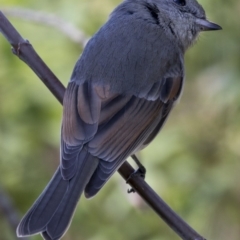 Pachycephala pectoralis (Golden Whistler) at Higgins, ACT - 7 May 2017 by Alison Milton