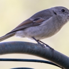 Pachycephala pectoralis at Higgins, ACT - 7 May 2017