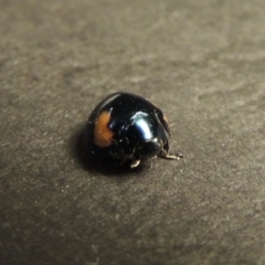 Orcus bilunulatus (Ladybird beetle) at Greenway, ACT - 3 Jan 2016 by michaelb