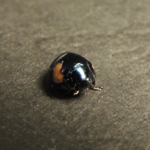 Orcus bilunulatus at Greenway, ACT - 3 Jan 2016