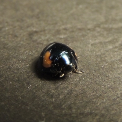 Orcus bilunulatus (Ladybird beetle) at Pine Island to Point Hut - 3 Jan 2016 by michaelb