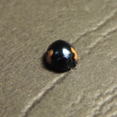 Orcus bilunulatus at Greenway, ACT - 3 Jan 2016 11:06 PM