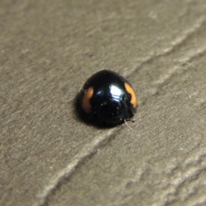 Orcus bilunulatus at Greenway, ACT - 3 Jan 2016