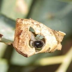 Coccinellidae (family) (Unidentified lady beetle) at Higgins, ACT - 12 Feb 2017 by AlisonMilton