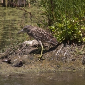 Nycticorax caledonicus at Fyshwick, ACT - 5 Feb 2017 12:00 PM