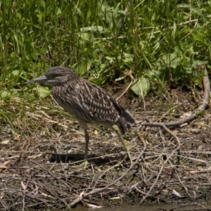 Nycticorax caledonicus at Fyshwick, ACT - 5 Feb 2017 12:00 PM