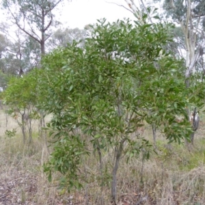 Acacia melanoxylon at Hall, ACT - 6 May 2017