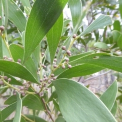 Acacia melanoxylon at Hall, ACT - 6 May 2017