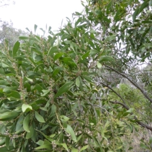 Acacia melanoxylon at Hall, ACT - 6 May 2017