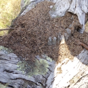 Camponotus sp. (genus) at Hall, ACT - 6 May 2017