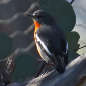 Petroica phoenicea at Paddys River, ACT - 9 May 2017