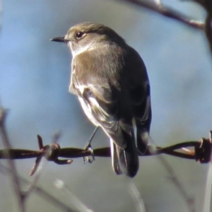 Petroica phoenicea at Paddys River, ACT - 9 May 2017 10:42 AM