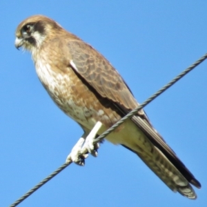 Falco berigora at Tennent, ACT - 9 May 2017