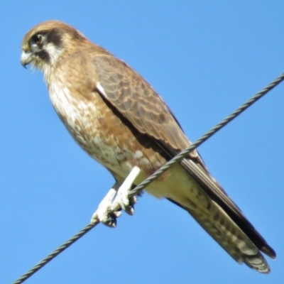 Falco berigora (Brown Falcon) at Tennent, ACT - 9 May 2017 by JohnBundock