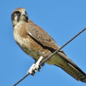 Falco berigora at Tennent, ACT - 9 May 2017