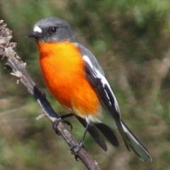 Petroica phoenicea (Flame Robin) at Paddys River, ACT - 9 May 2017 by JohnBundock