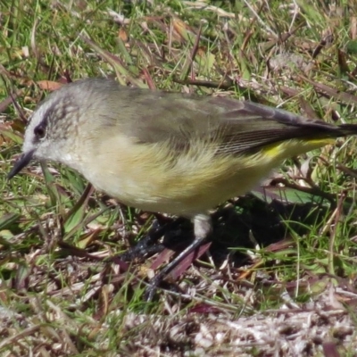 Acanthiza chrysorrhoa (Yellow-rumped Thornbill) at Paddys River, ACT - 9 May 2017 by JohnBundock