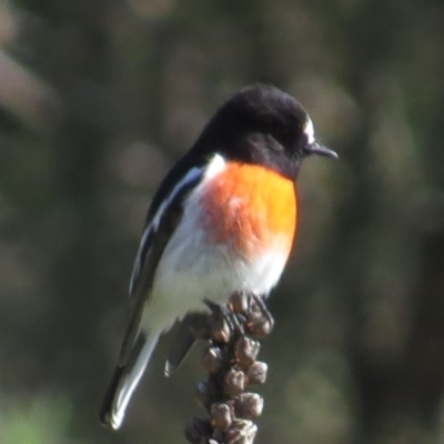 Petroica boodang (Scarlet Robin) at Paddys River, ACT - 9 May 2017 by JohnBundock