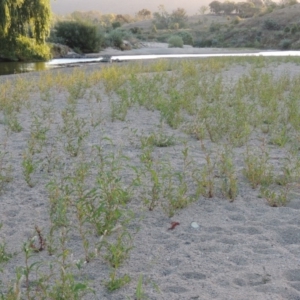 Persicaria lapathifolia at Paddys River, ACT - 26 Feb 2017