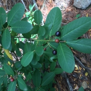 Prunus laurocerasus at Coree, ACT - 5 Mar 2017 10:59 AM