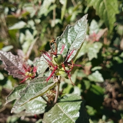 Adriana tomentosa var. tomentosa (Eastern Bitterbush) at Stromlo, ACT - 4 May 2017 by LukeJ