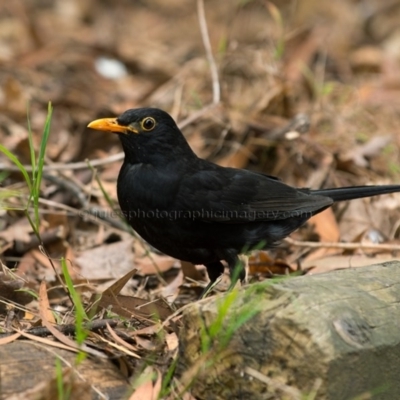 Turdus merula (Eurasian Blackbird) at  - 8 Jan 2017 by JulesPhotographer