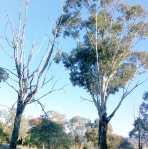 Eucalyptus globulus subsp. bicostata at Red Hill to Yarralumla Creek - 9 May 2017 12:00 AM