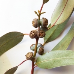 Eucalyptus globulus subsp. bicostata at Red Hill to Yarralumla Creek - 9 May 2017 12:00 AM