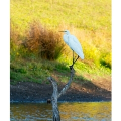 Ardea alba (Great Egret) at Millingandi, NSW - 7 May 2017 by JulesPhotographer