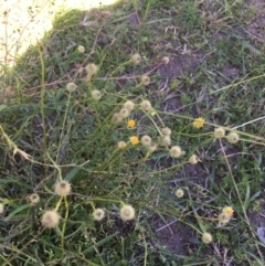 Calotis lappulacea (Yellow Burr Daisy) at Tantawangalo, NSW - 10 May 2017 by alirodway