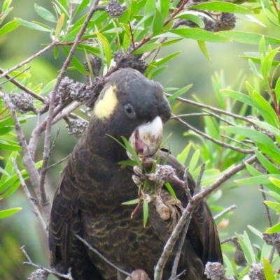 Zanda funerea (Yellow-tailed Black-Cockatoo) at Pambula, NSW - 9 May 2017 by Panboola